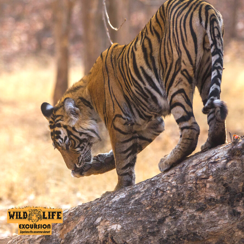 Pench National Park, Pench Safari Booking