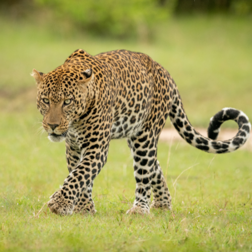 Jhalana Leopard Safari Booking