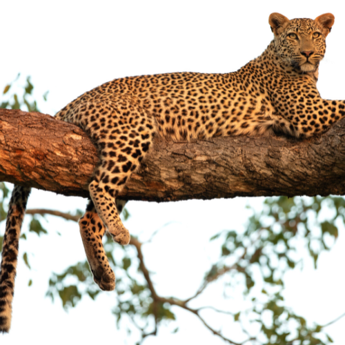 Jhalana Leopard Safari Booking