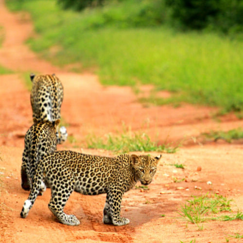 Jhalana Leopard Safari Booking