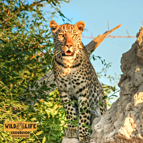 jhalana leopard safari, jhalana safari booking