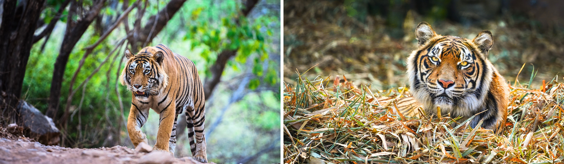 RANTHAMBORE PHOTOGRAPHY TOUR